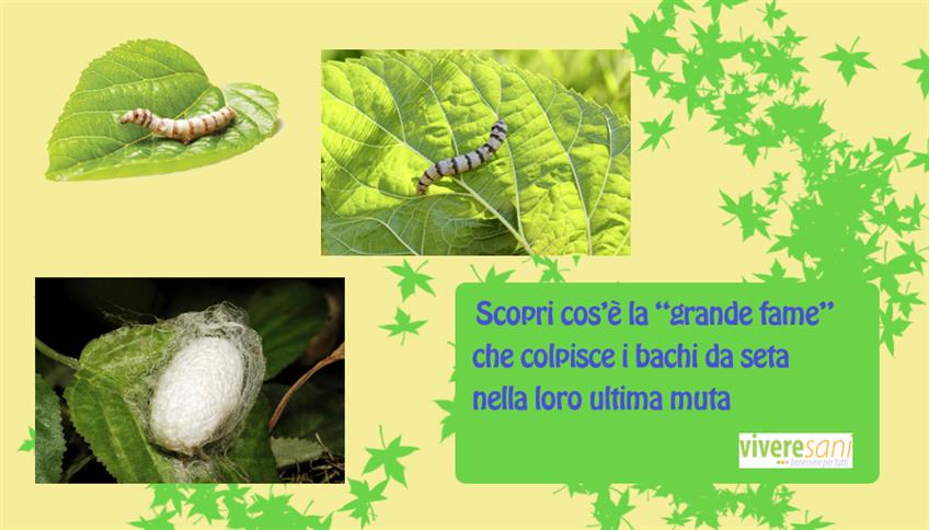 Il baco da seta Il baco da seta